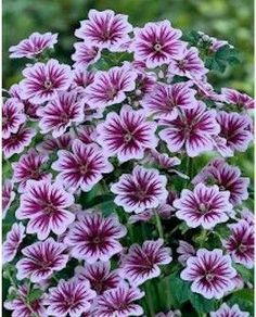 pink and white flowers with green leaves in the background