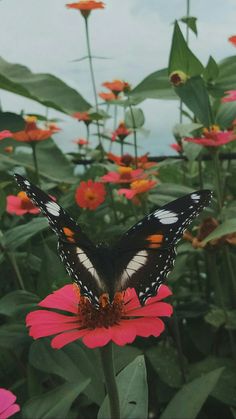 #flower #butterfly #photography #aestheticflower Butterfly Photography, Butterfly And Flowers, Butterfly Nature, Flower And Butterfly, Aesthetic Flower, Butterflies And Flowers, Flower Butterfly, Phone Wallpaper Patterns