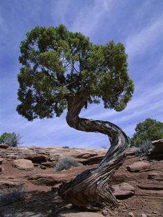 a tree that is growing out of the ground near some rocks and dirt with blue skies in the background