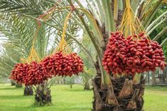 palm trees with red fruit hanging from them in a park or tropical setting, during the day