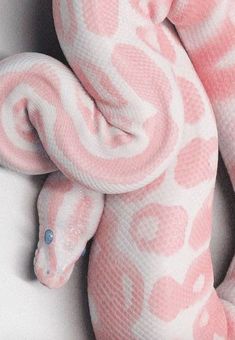 a pink and white snake wrapped in a blanket