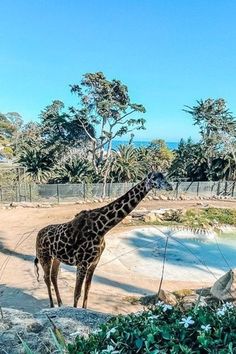 a giraffe standing next to a pool of water in a fenced area