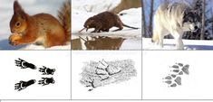 four pictures of different animals in the snow, one with an animal's paw prints