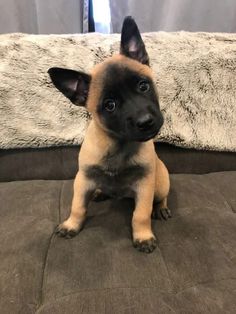 a small dog sitting on top of a couch