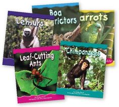 four children's books about rainforest animals