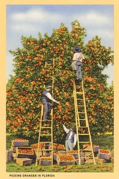 two men are picking oranges from an apple tree in florida, vintage postcard