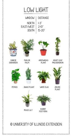 a poster showing different types of house plants