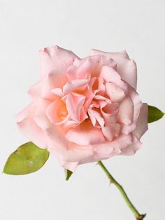 a single pink rose with green leaves in a vase