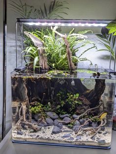 an aquarium filled with plants and rocks