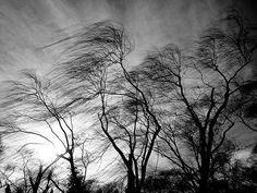 black and white photograph of trees blowing in the wind