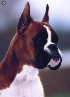 a brown and white dog standing on top of a lush green field