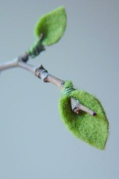 a green plant with two leaves attached to it