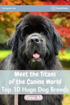 black huge dog breeds Newfoundland looking at the camera with colorful background