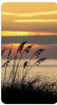 the sun is setting over the ocean with tall grass blowing in front of it,