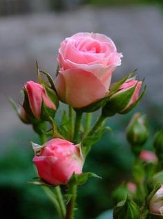 three pink roses are blooming in the garden