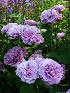 purple flowers are blooming in the garden