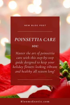 poinsettia care 1011 - master the art of poinsettia care with this step - by - step guide designed to keep your holiday flowers looking vibrant and healthy all season long