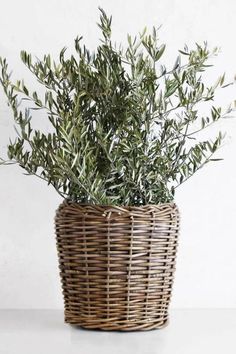 an olive plant in a wicker basket on a table with white wall behind it