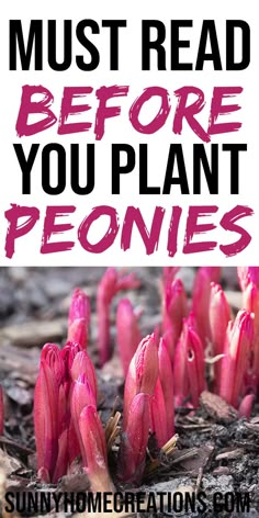 pink flowers with text overlay that says, must read before you plant peonies