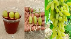 there are two pictures one is green and the other has yellow fruit in plastic cups