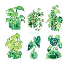 four different types of houseplants are shown in green pots with hearts and leaves