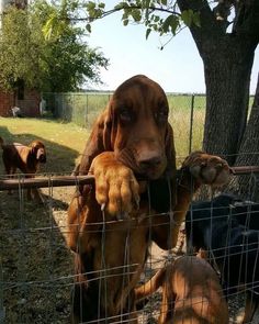 a brown dog standing on its hind legs behind a wire fence with another dog looking at the camera