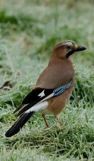 a brown and blue bird standing in the grass