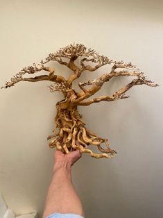 a person holding up a tree sculpture made out of root roots in front of a white wall