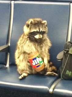 a raccoon sitting on top of a blue chair with a jar of peanut butter