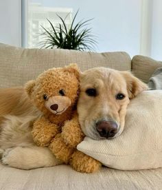 a dog laying on top of a couch next to a stuffed animal teddybear