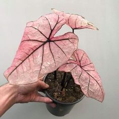 a hand holding a potted plant with pink leaves