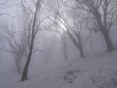 a foggy forest with trees and the quote sometimes you just need someone to tell you if you're not terrible as you think you are