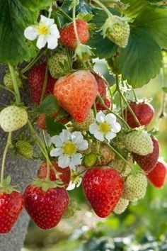 strawberries and daisies growing on a tree