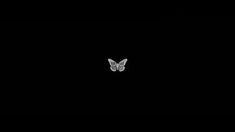 a white butterfly is flying in the dark