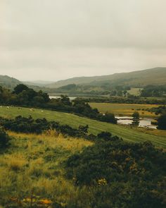 a lush green field with animals grazing on it's side and hills in the background