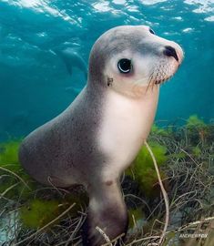 a sea lion is swimming in the ocean