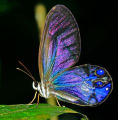 a blue and purple butterfly sitting on top of a green leaf