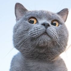 a gray cat with yellow eyes looking up