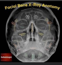 the facial bone x - ray anatomy is shown in black and white, with words written all over it