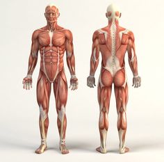 an image of a man's muscles and back view in the same position as he stands