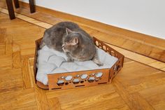 a cat sitting in a dog bed on the floor