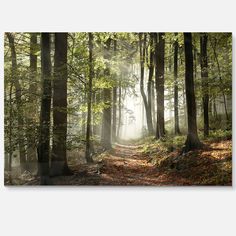 an image of a forest scene with sunbeams in the trees and leaves on the ground