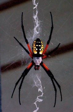 a large spider with yellow and black stripes on it's back legs, sitting in the center of its web