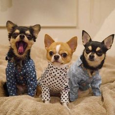 three small dogs sitting on top of a bed with their mouths open and tongue out