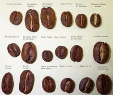 coffee beans are arranged in rows and lined up on a sheet of paper with words written below them