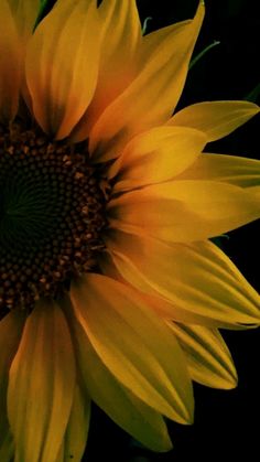 a large yellow sunflower with green stems in the foreground and a black background