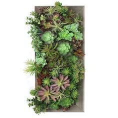 an arrangement of succulents and plants on a wall