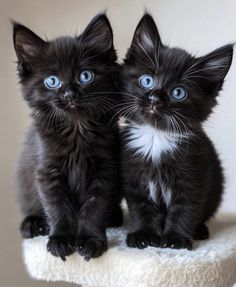 Black Kittens, Pp Couple, Beautiful Kittens, Adorable Kittens, Golden Eyes