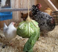 several chickens in a coop eating lettuce