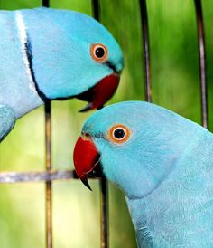 two blue parrots standing next to each other on a cage